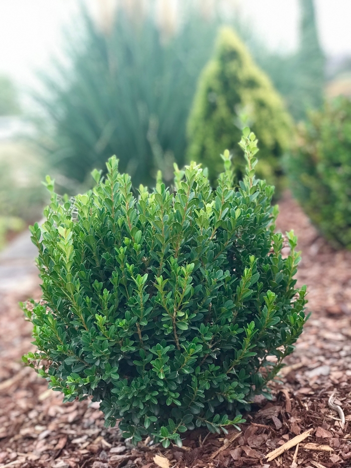 Boxwood Wintergreen 5 Gal