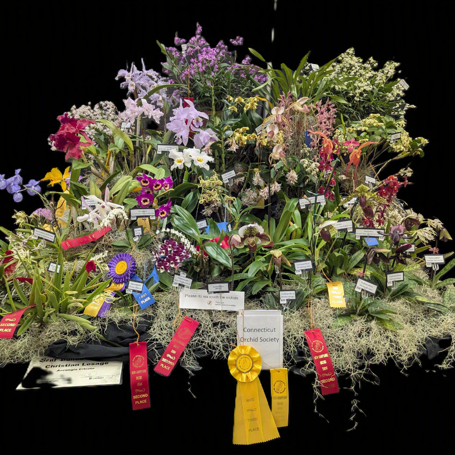 CT Orchid Society Show & Sale- Sunday Event Ticket