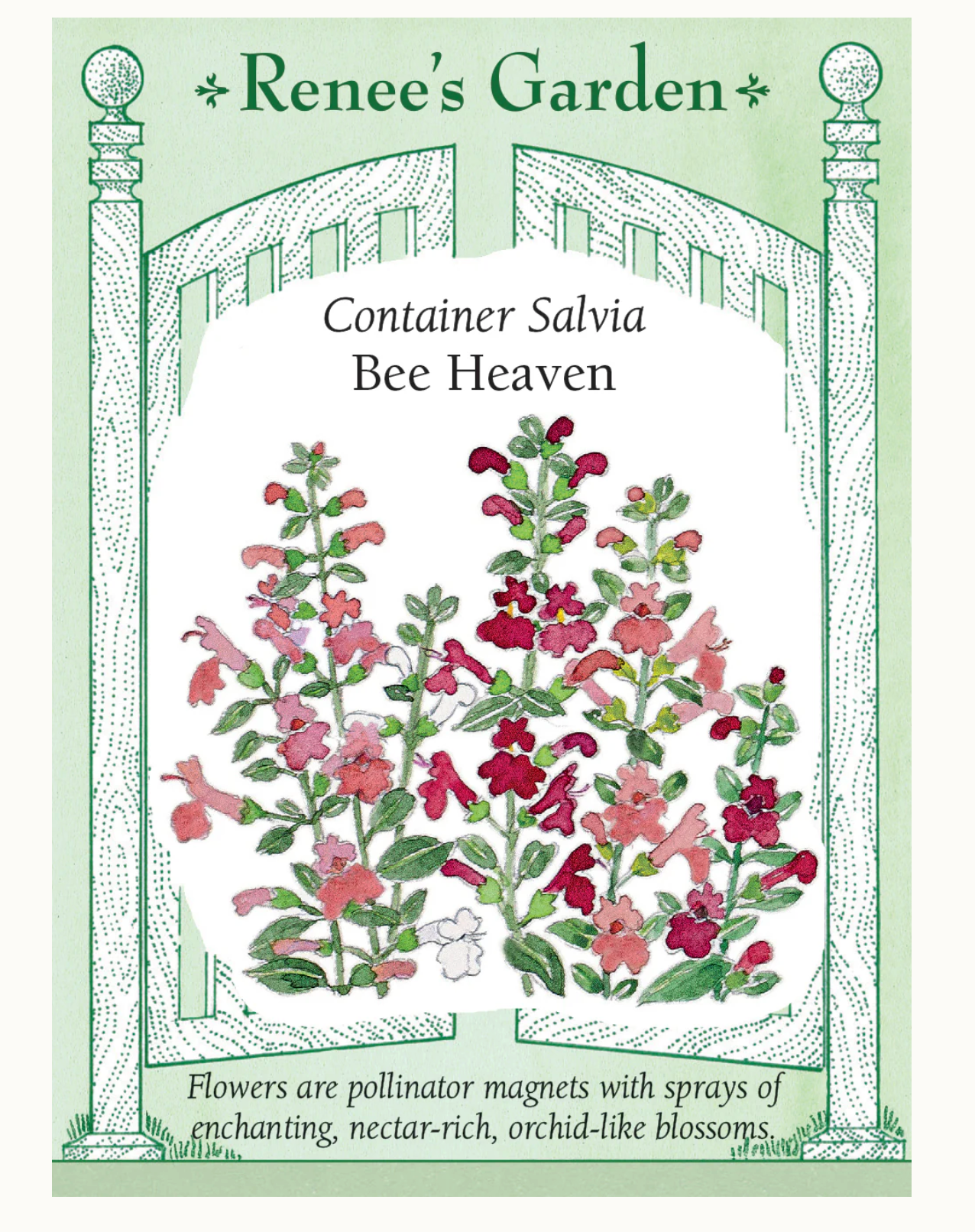 Renee's Garden | Container/Polinator Salvia Bee Heaven
