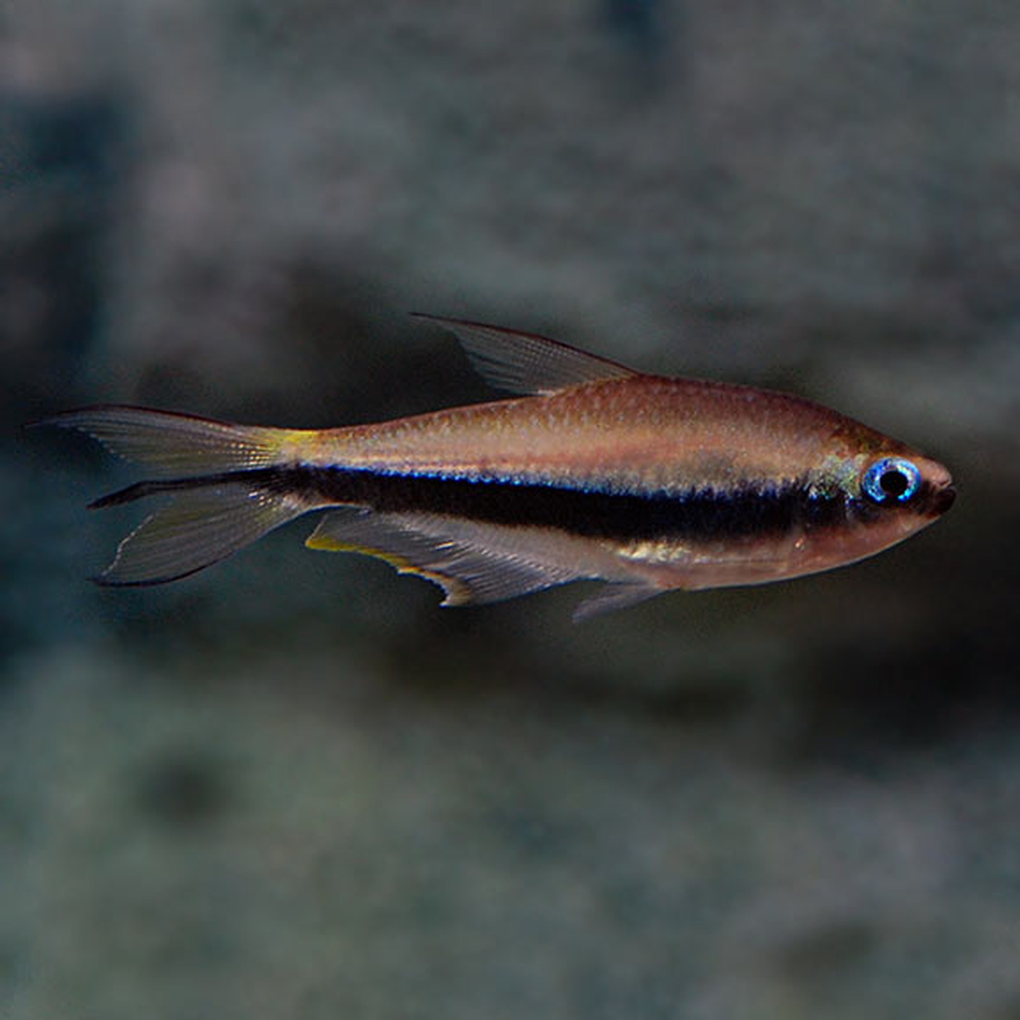 Rainbow Emperor Tetra