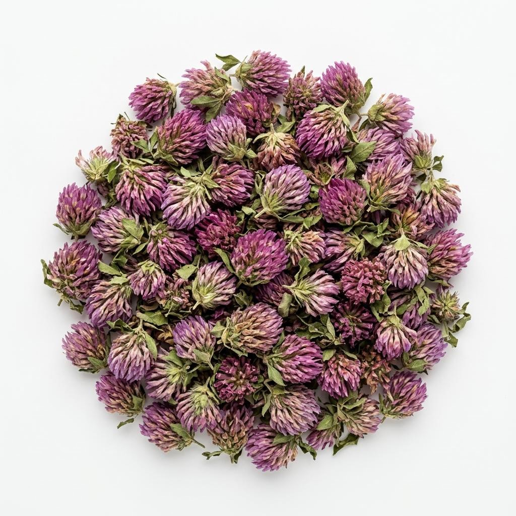 Red Clover Blossom