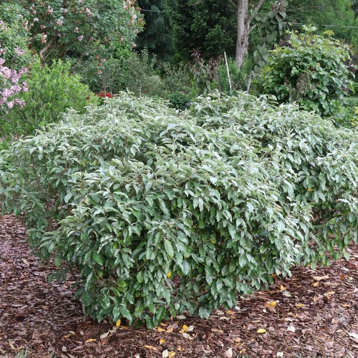 Eleagnus Olive Martini 7 Gal