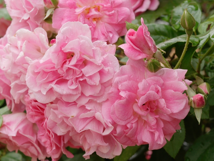 Nemesia Whimsy Deep Rose Quart