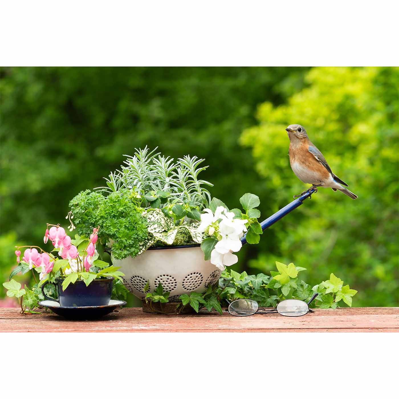 The Kitchen Herb Garden (Strainer)