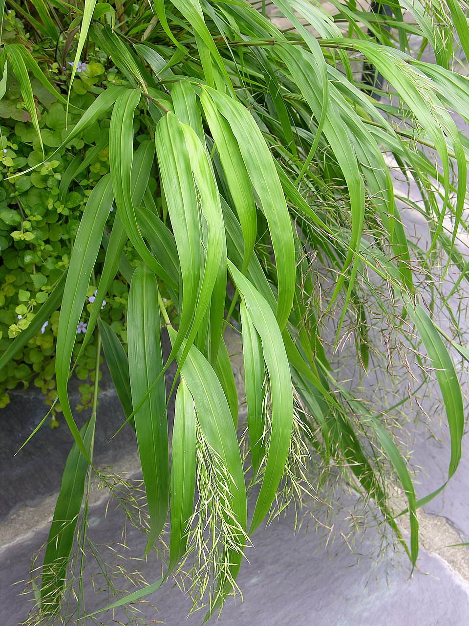 Hakonechloa macra 'Beni-Kaze'