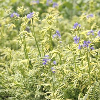 Jacob's Ladder Brise D'anjou Variegated 1 Gal