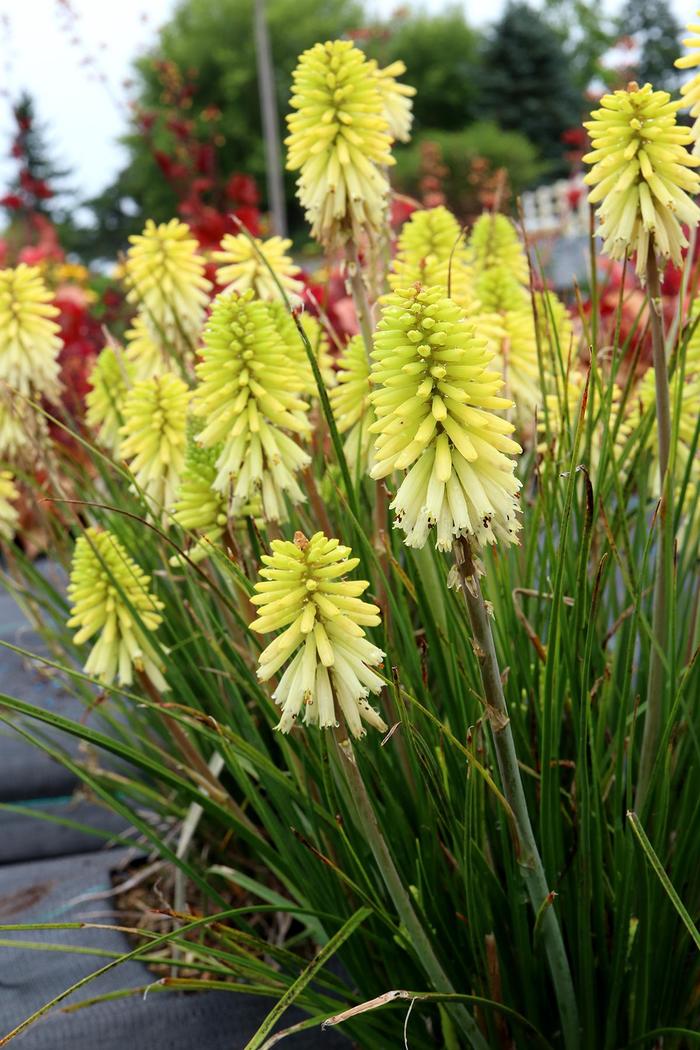Red Hot Poker Daybreak 1 Gal