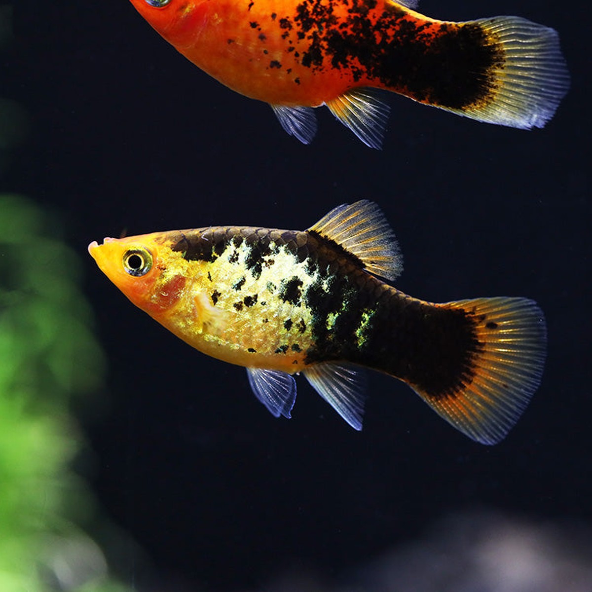 Painted Platy