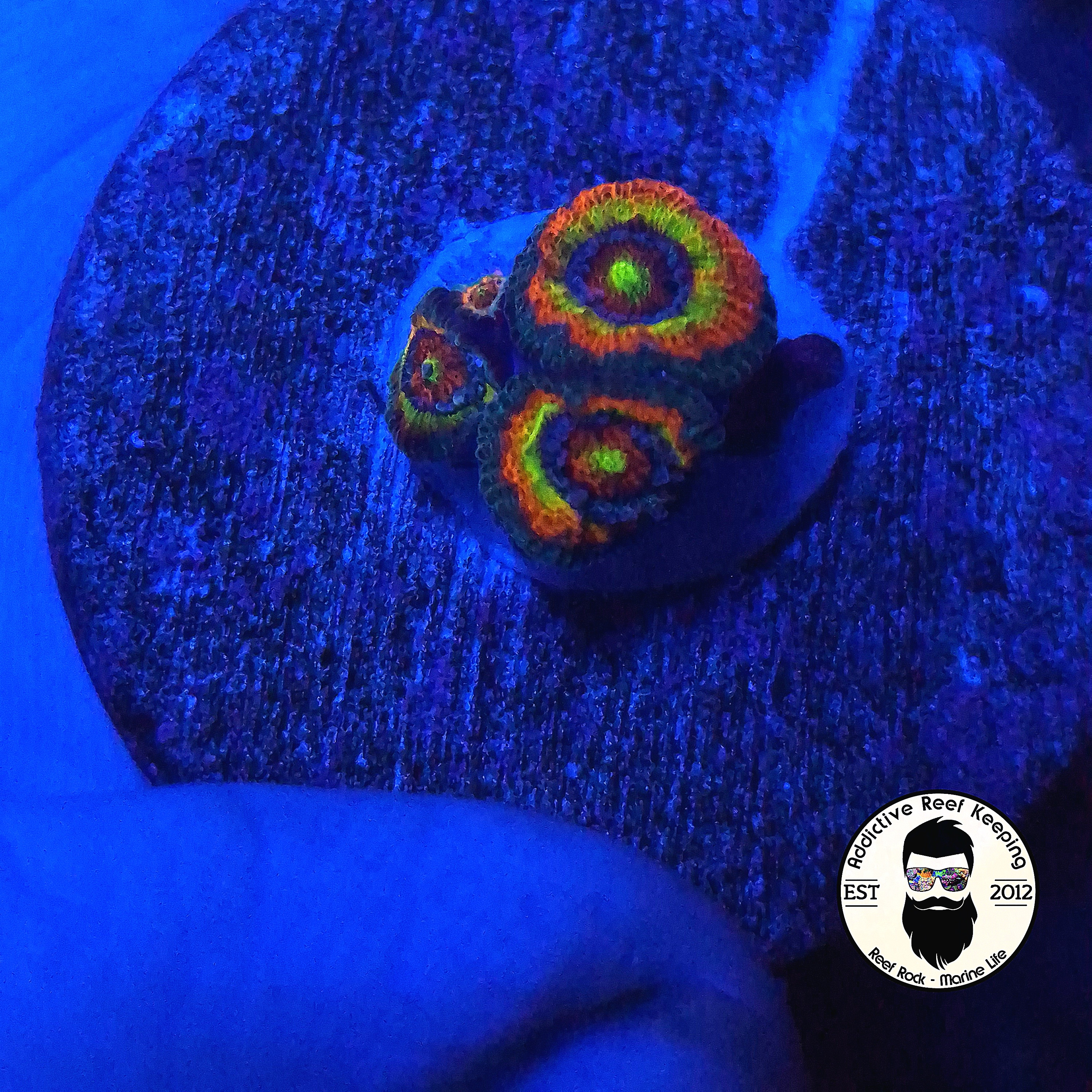 WYSIWYG Holy Grail Micromussa Coral – 3/4" Frag Plug