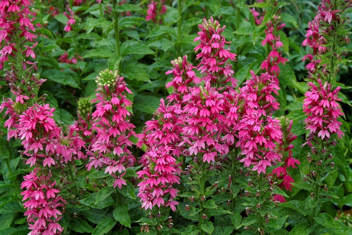 Lobelia 4"
