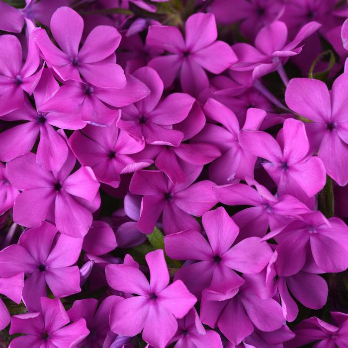 Phlox Candy Cloud Lavender 1 Gal