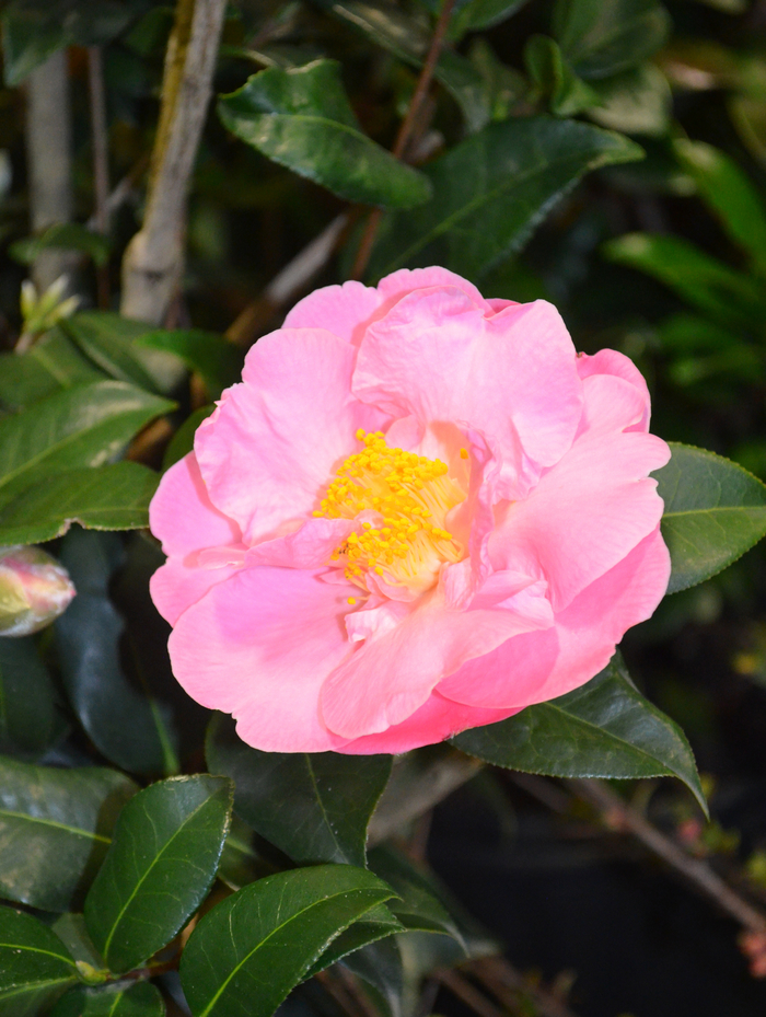 Camellia Professor Sargent 15 Gal