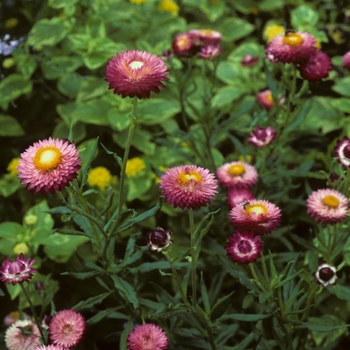 Strawflower 1 Gal