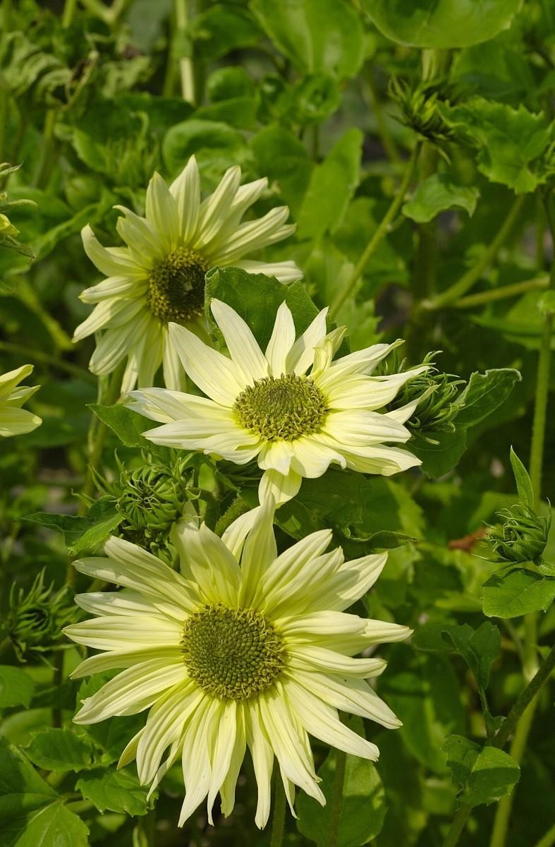 Green Heart Sunflowers - 2x Plug Plants - Unusual Sunflower Variety