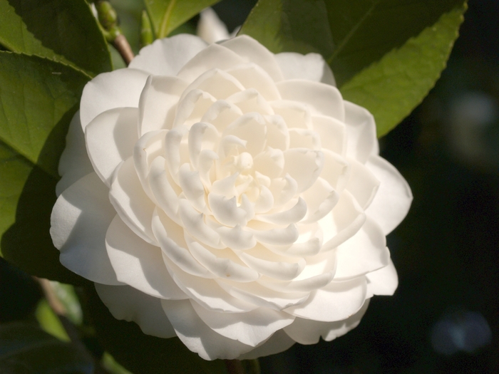 Camellia Silver Waves White 5 Gal