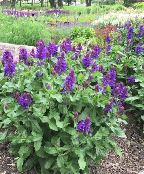 Blue Marvel Meadow Sage (Salvia), 1 gallon