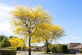 Sunburst Honeylocust (Gleditsia), 7 gallon