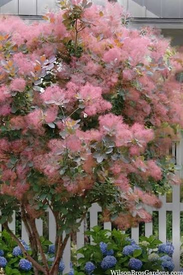 Pink Champagne Smoketree (Cotinus), 5 gallon