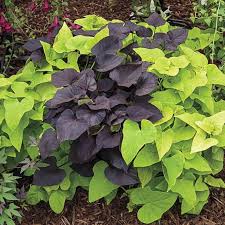 Sweet Potato Vine (Ipomoea)