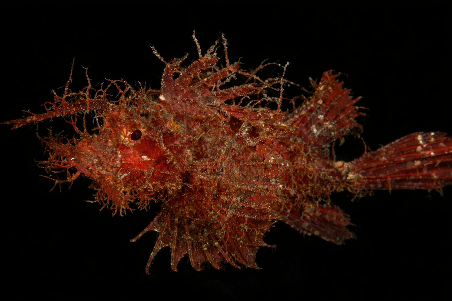 Ambon Scorpionfish