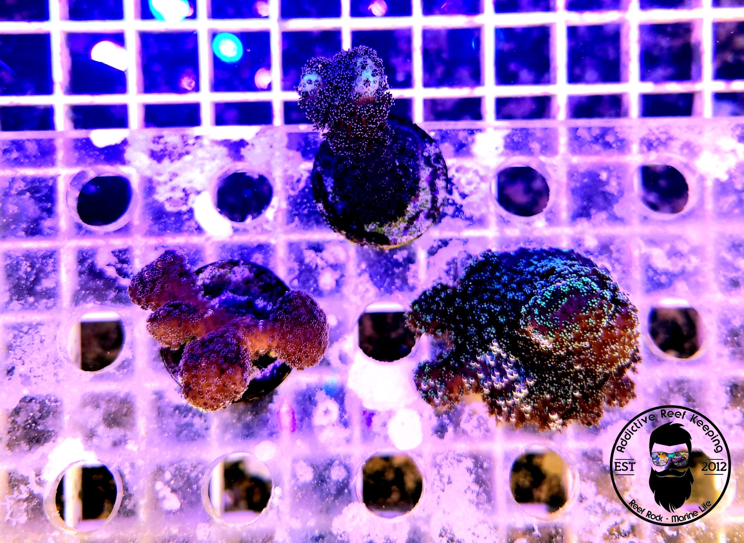 ARK Stylo 3 Frag Pack SPS Corals-ALMOST WYSIWYG