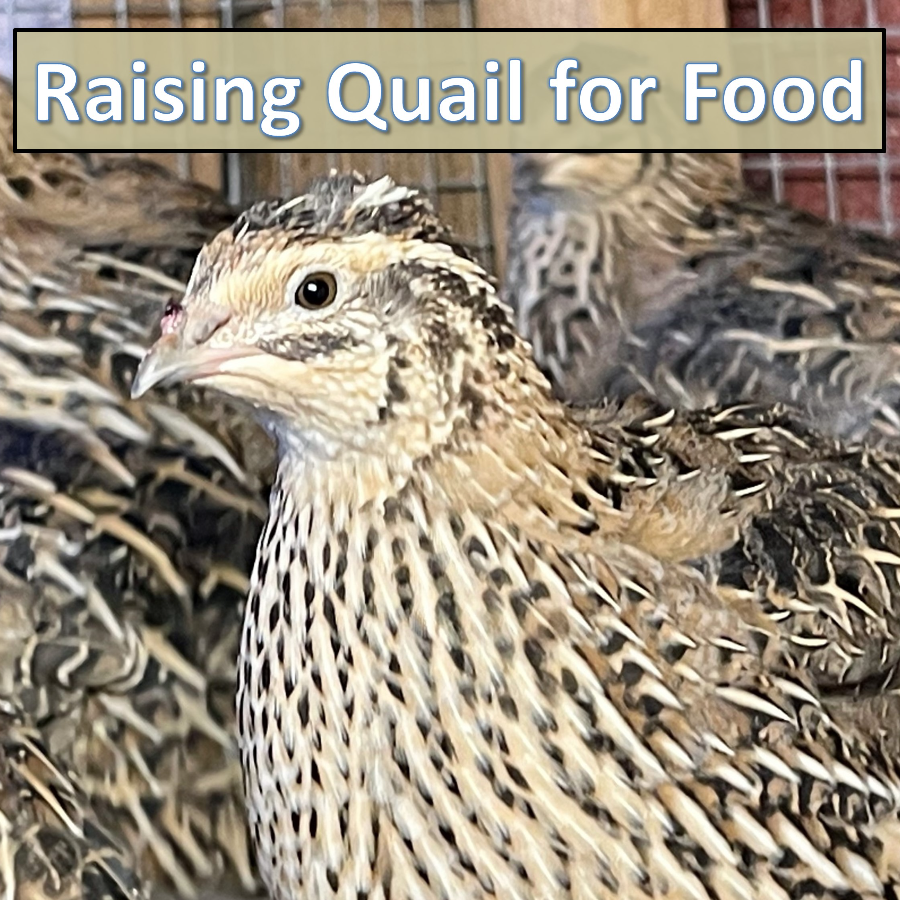 Raising Quail for Food Class (28 March 2026)
