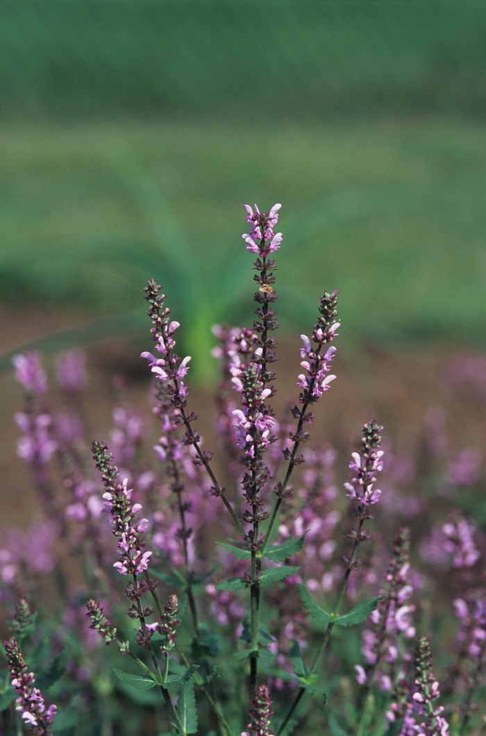 Salvia Snow Hill 1 Gal