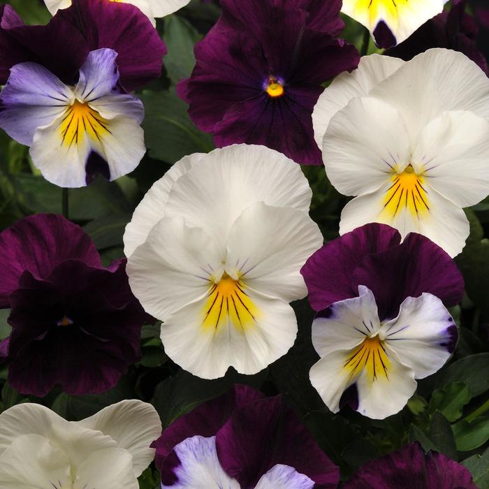 Pansy Cool Wave Blue Skies Quart