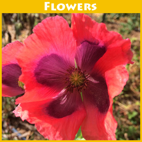 Poppy Mary’s Ukranian