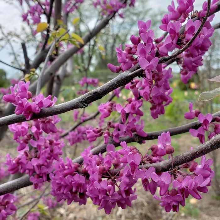 Redbud Merlot #15 6-7'