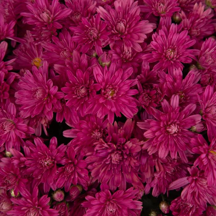 Mum Wanda Bronze 3 Gal
