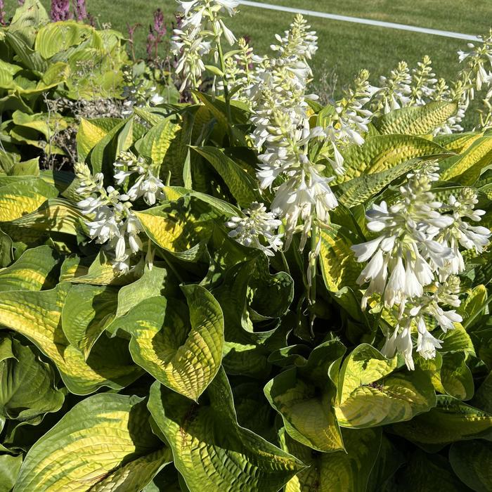 Hosta Party Streamers 1 Gal
