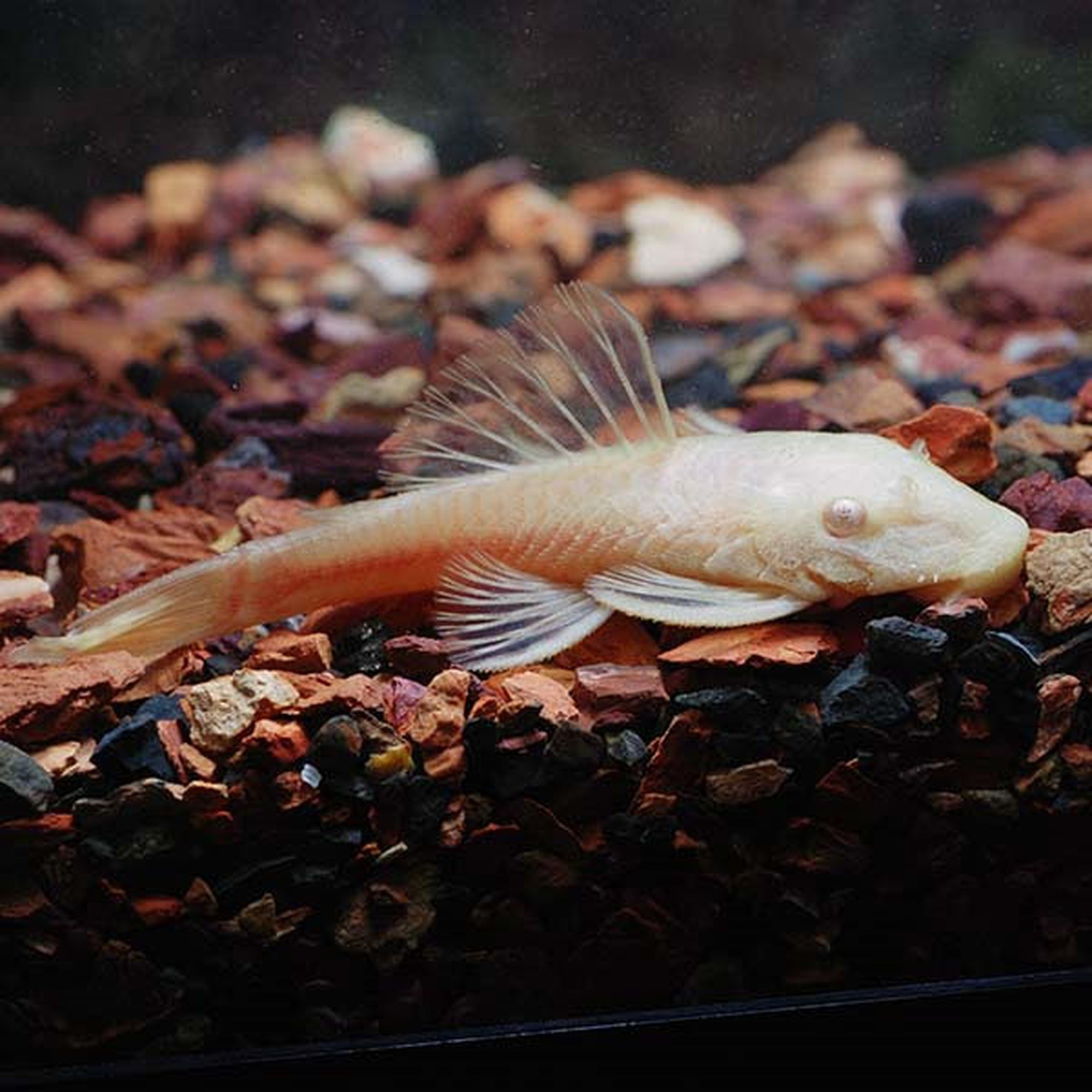 Bristlenose Pleco L144a