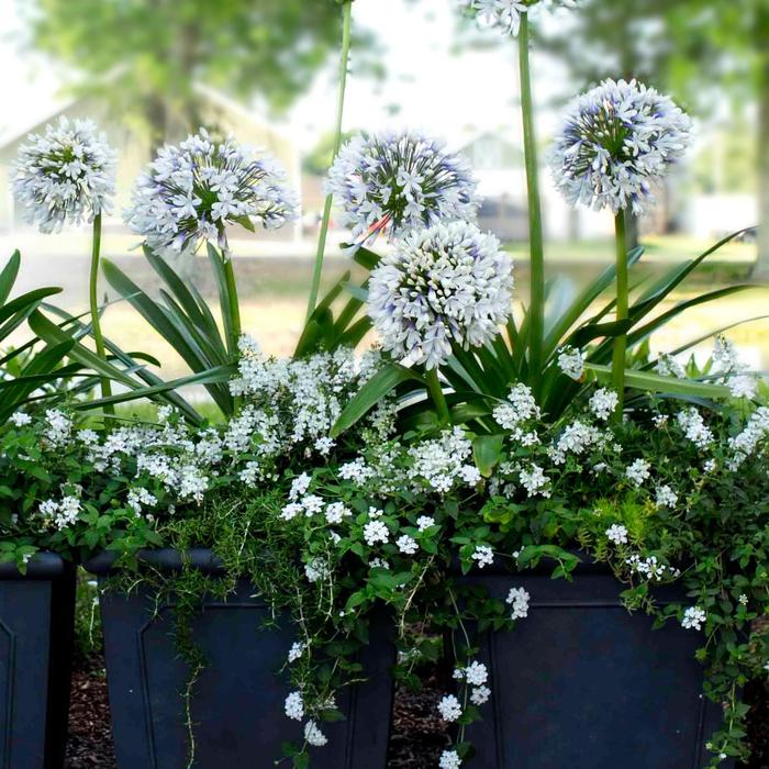 Agapanthus Barley Blue 2 Gal