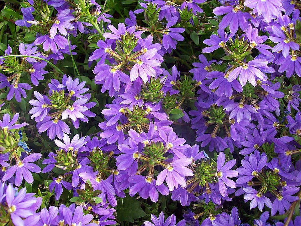 Scaevola Fanatix Color Combo 10" BSKT