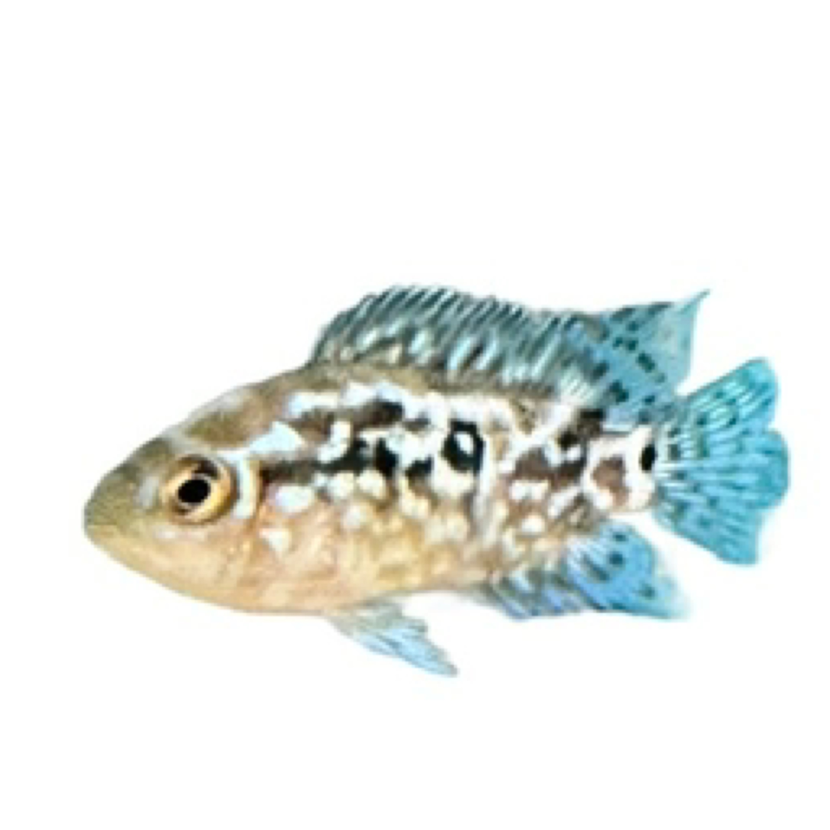 Electric Blue Jack Dempsey
