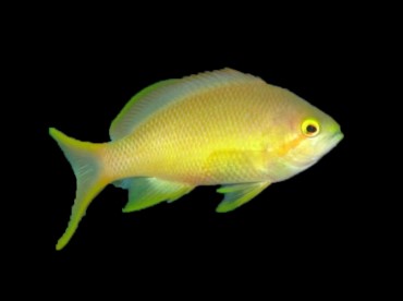 SEA GOLDIE FEMALE (Hutchi Anthias)