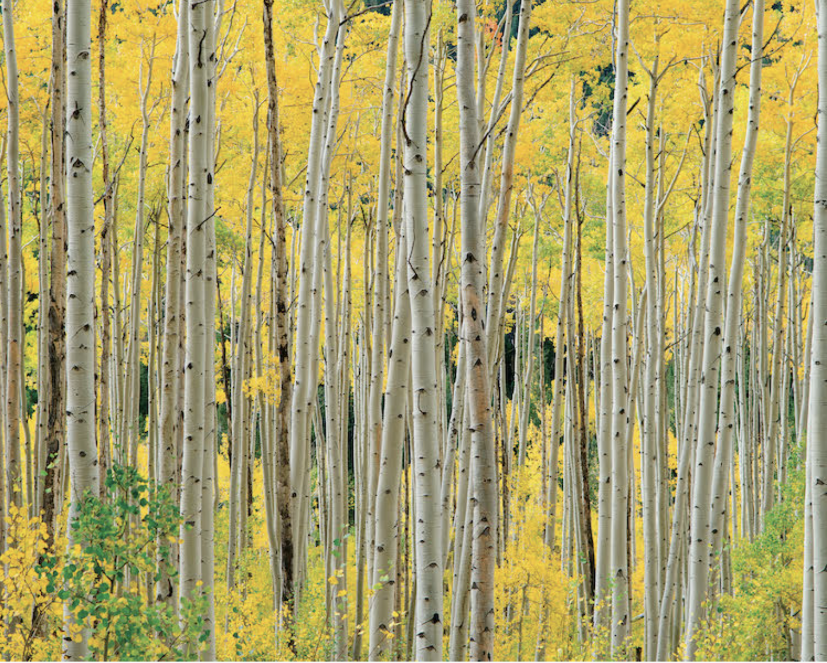 Aspens Puzzle by O W Lawrence