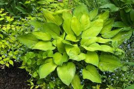 Gold Standard Hosta, Bare Root