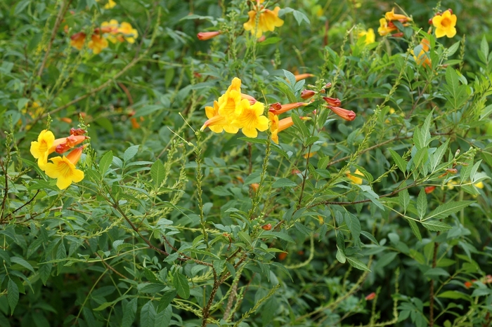 Esperanza Bells of Fire 2 Gal