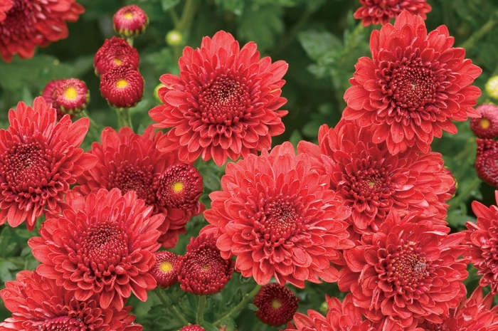 Mum Kathleen Dark Red 3 Gal