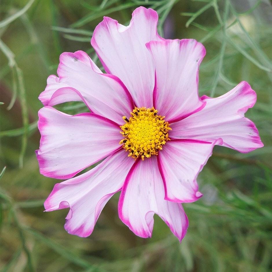Cosmos Candy Stripe - Plug Plants - X2
