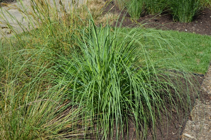 Pampas Grass Blue Bayou 3 Gal