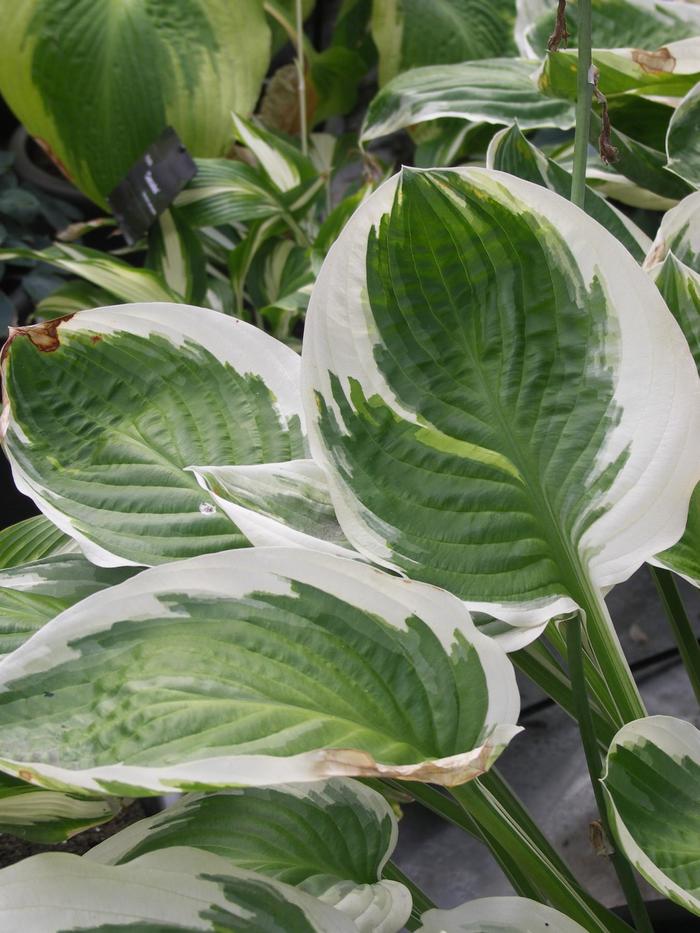 Hosta Blue Angel 1 Gal