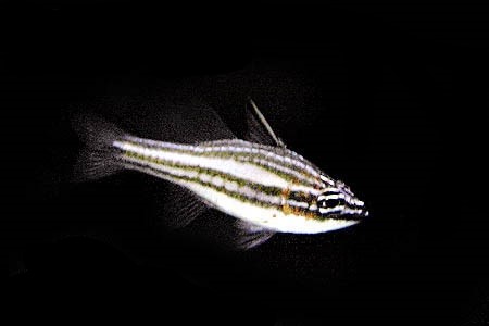 Margarita Cardinalfish