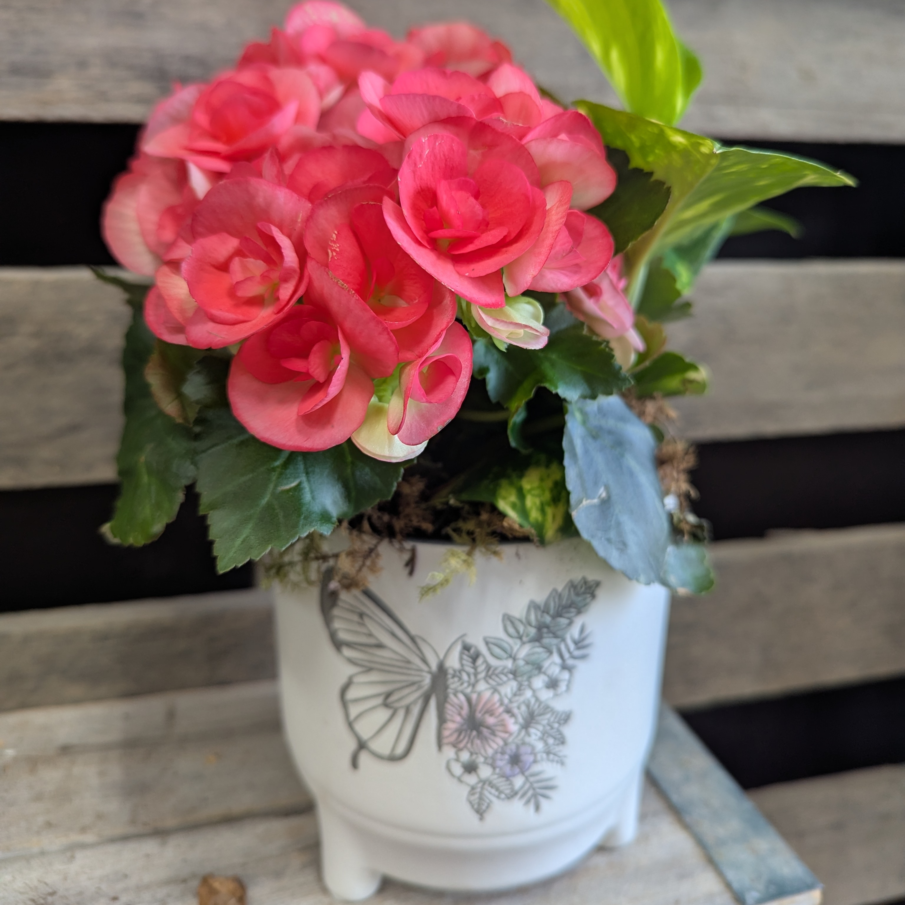Etched Butterfly Planter, 5"