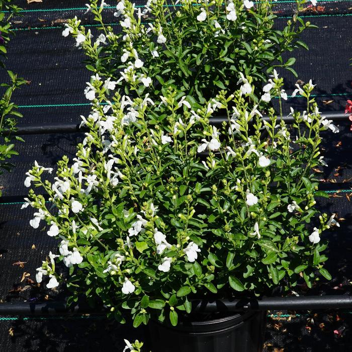Autumn sage perennial