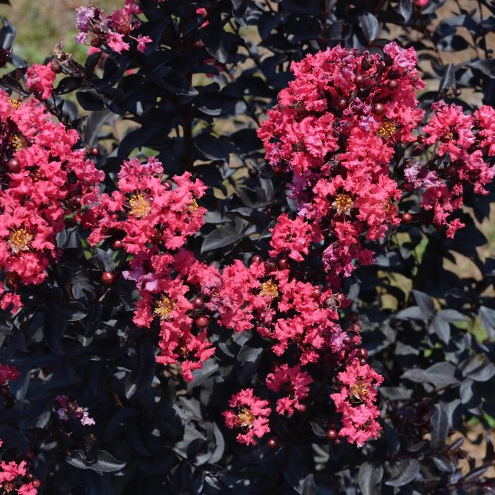 Crape Myrtle Miss Frances 72 Count Tray