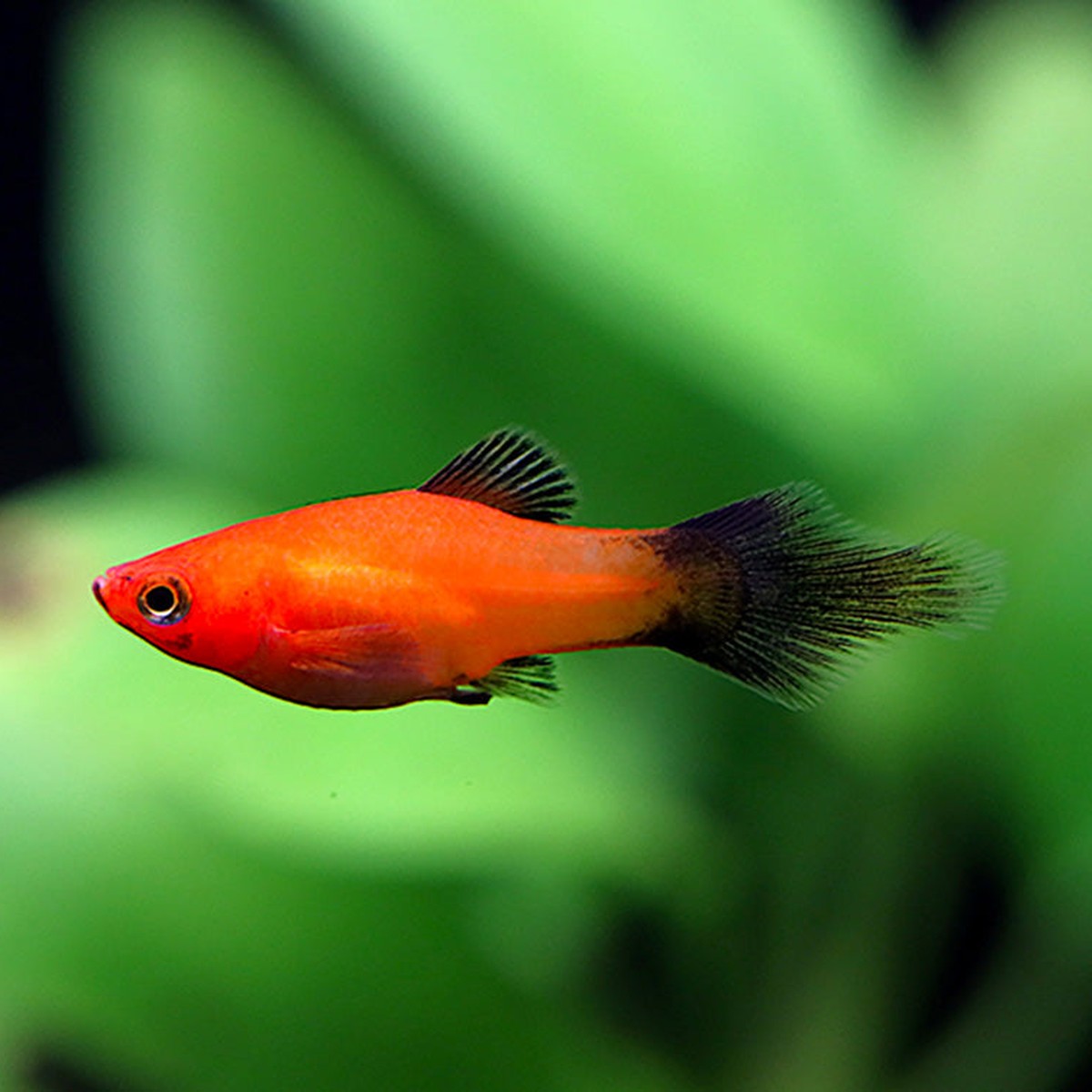 Red Wag Platy