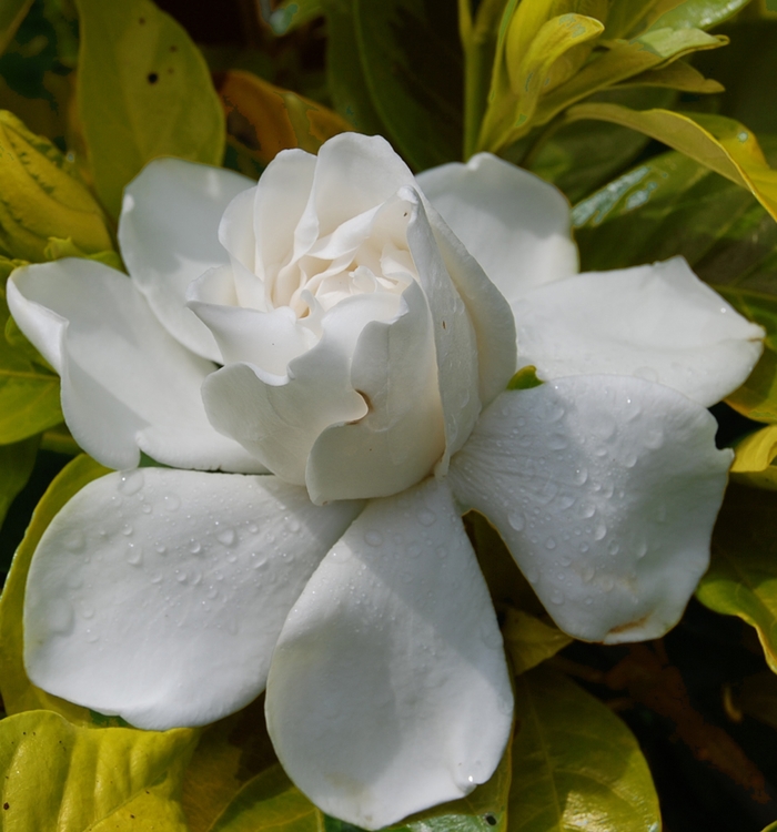 Gardenia Jubilation 3 Gal